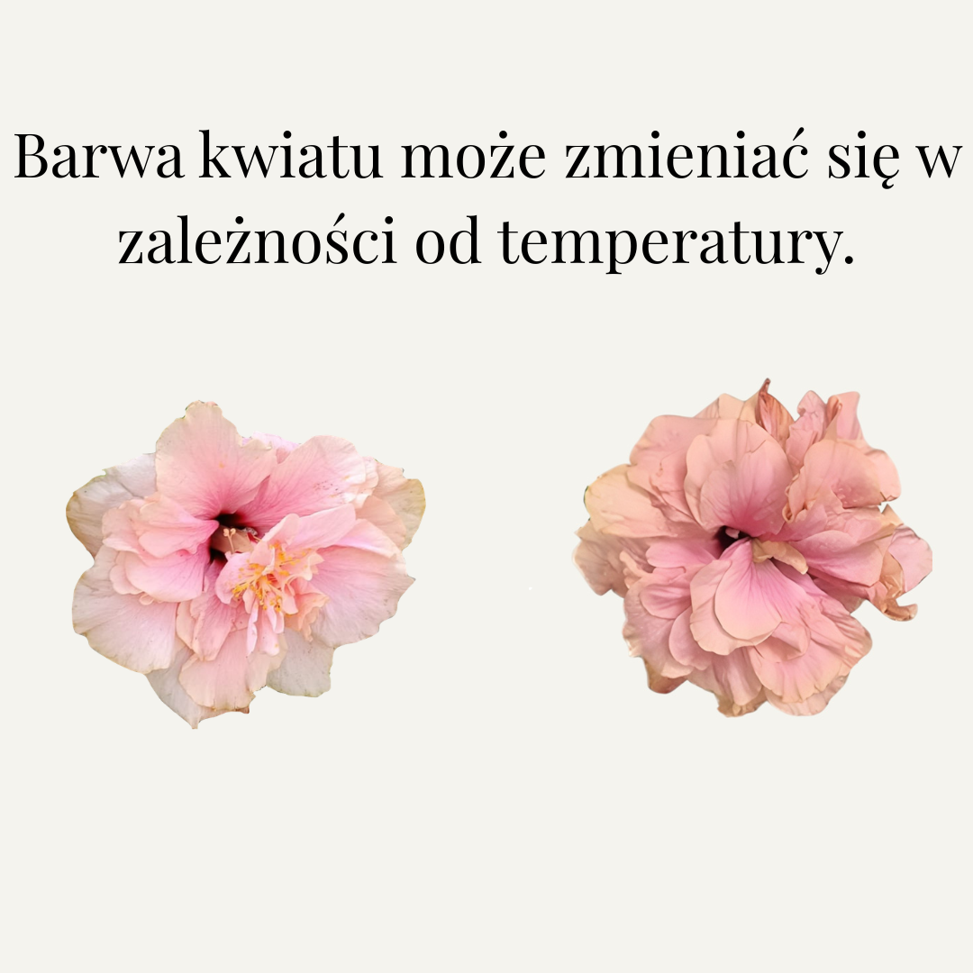 Hibiskus Pełnokwiatowy Różowy