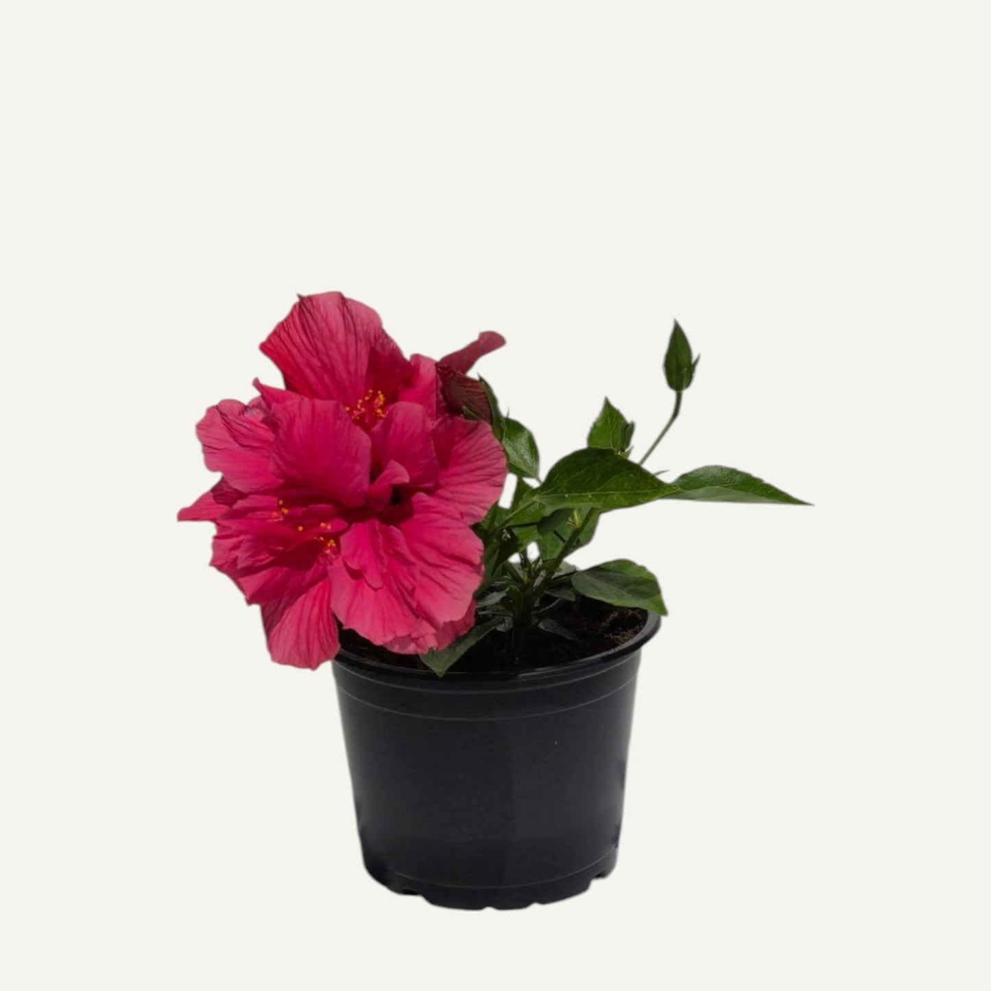 Hibiskus Pełnokwiatowy Cyklamenowy