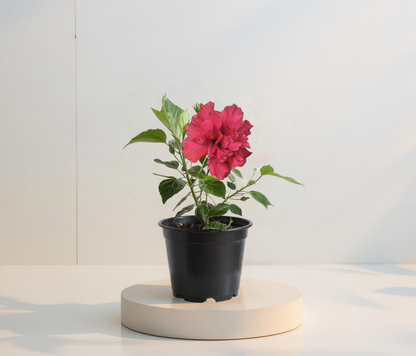 Hibiskus Pełnokwiatowy Cyklamenowy