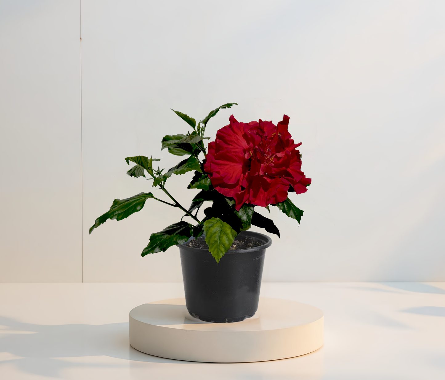 Hibiskus Pełnokwiatowy Czerwony