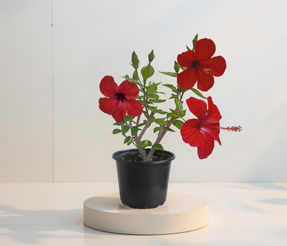 Hibiskus Czerwony Pojedynczy