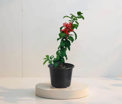 Hibiskus Koralowy