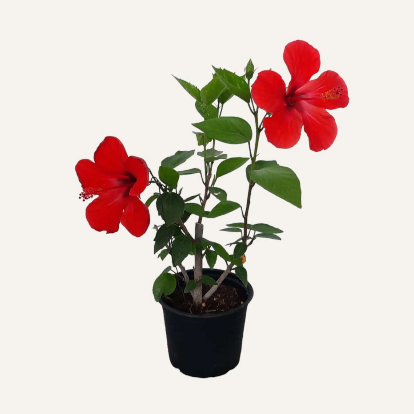 Hibiskus Czerwony Pojedynczy