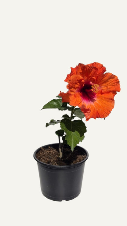 Kétszínű Narancssárga Hibiszkusz