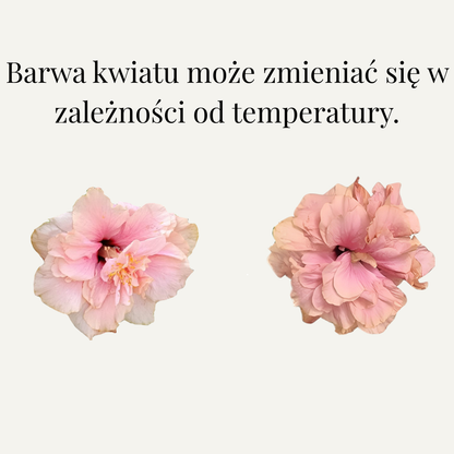 Hibiskus Pełnokwiatowy Różowy