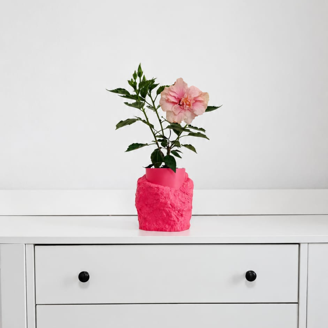 Hibiskus Pełnokwiatowy Różowy