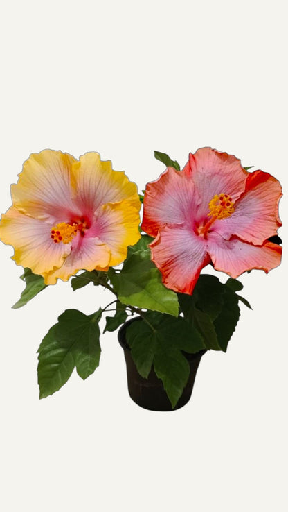 Hibiskus Tropikalny Miami Flame