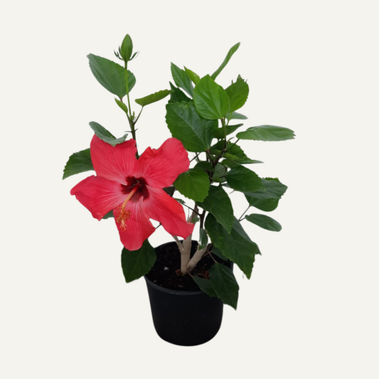 Hibiskus Pojedynczy Cyklamenowy