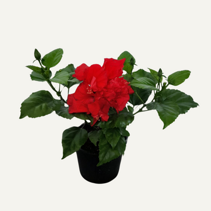 Hibiskus Pełnokwiatowy Czerwony