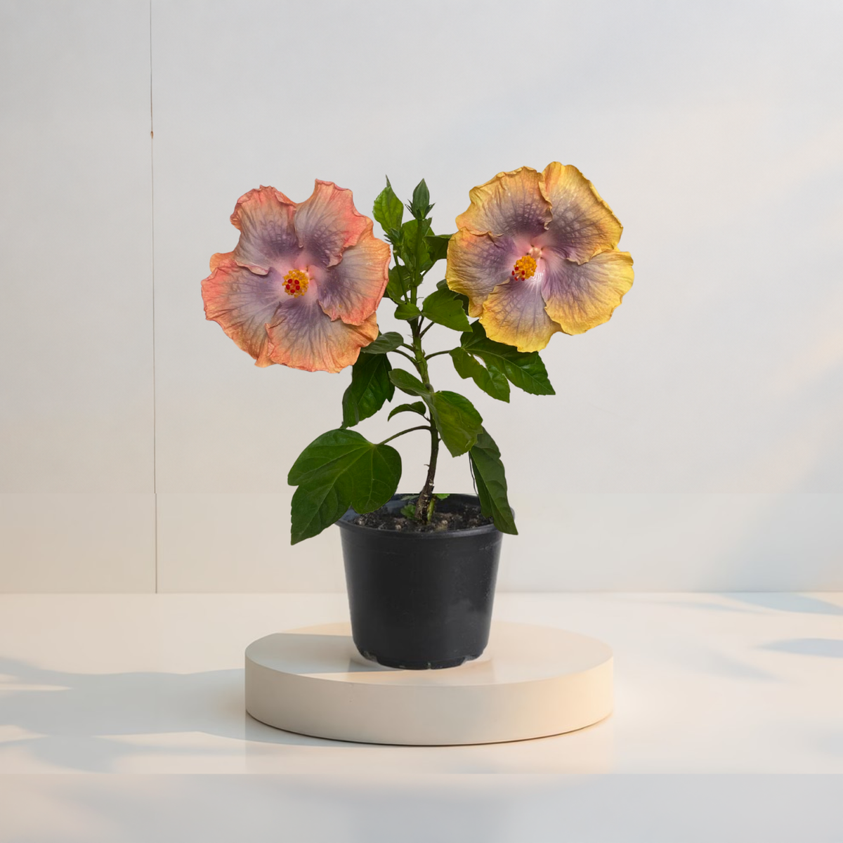 Hibiskus Tropikalny Miami Flame