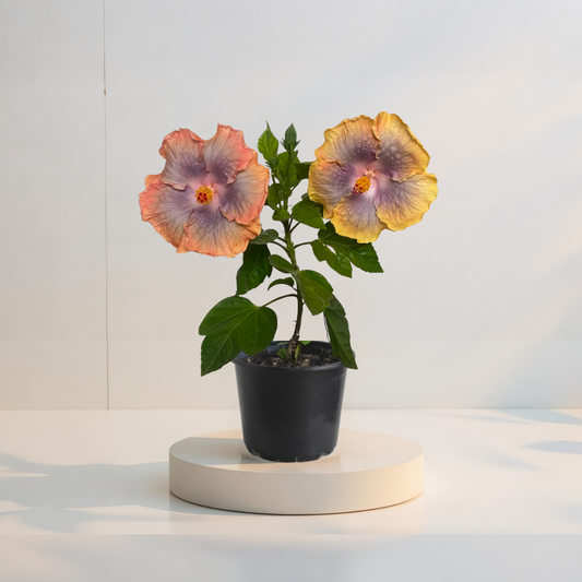 Hibiskus Tropikalny Miami Flame
