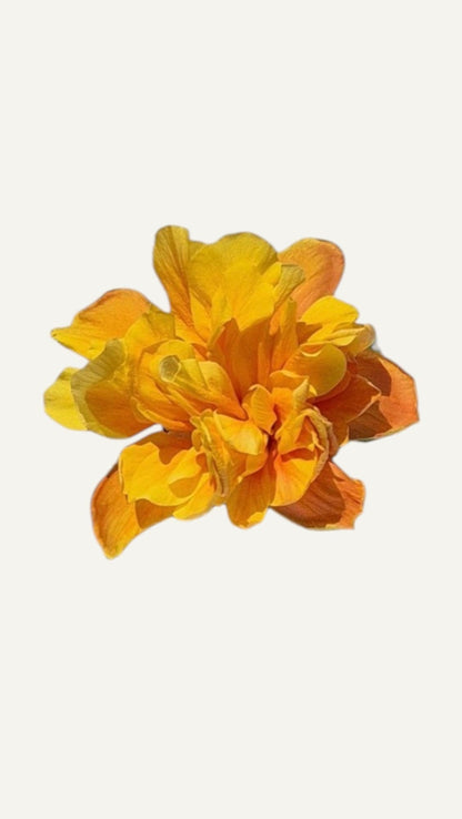 Hibiskus Pełnokwiatowy Żółty