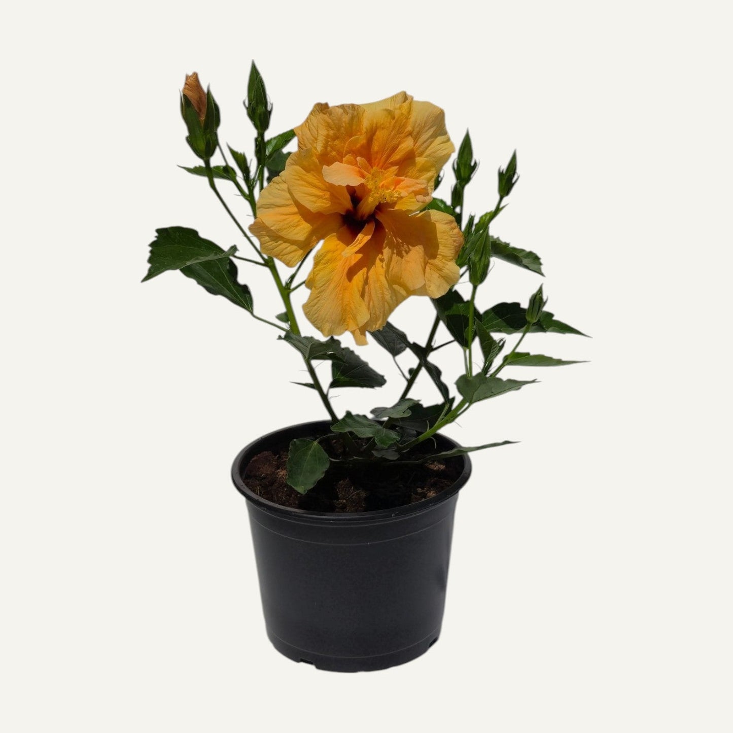 Hibiskus Pełnokwiatowy Pomarańczowy