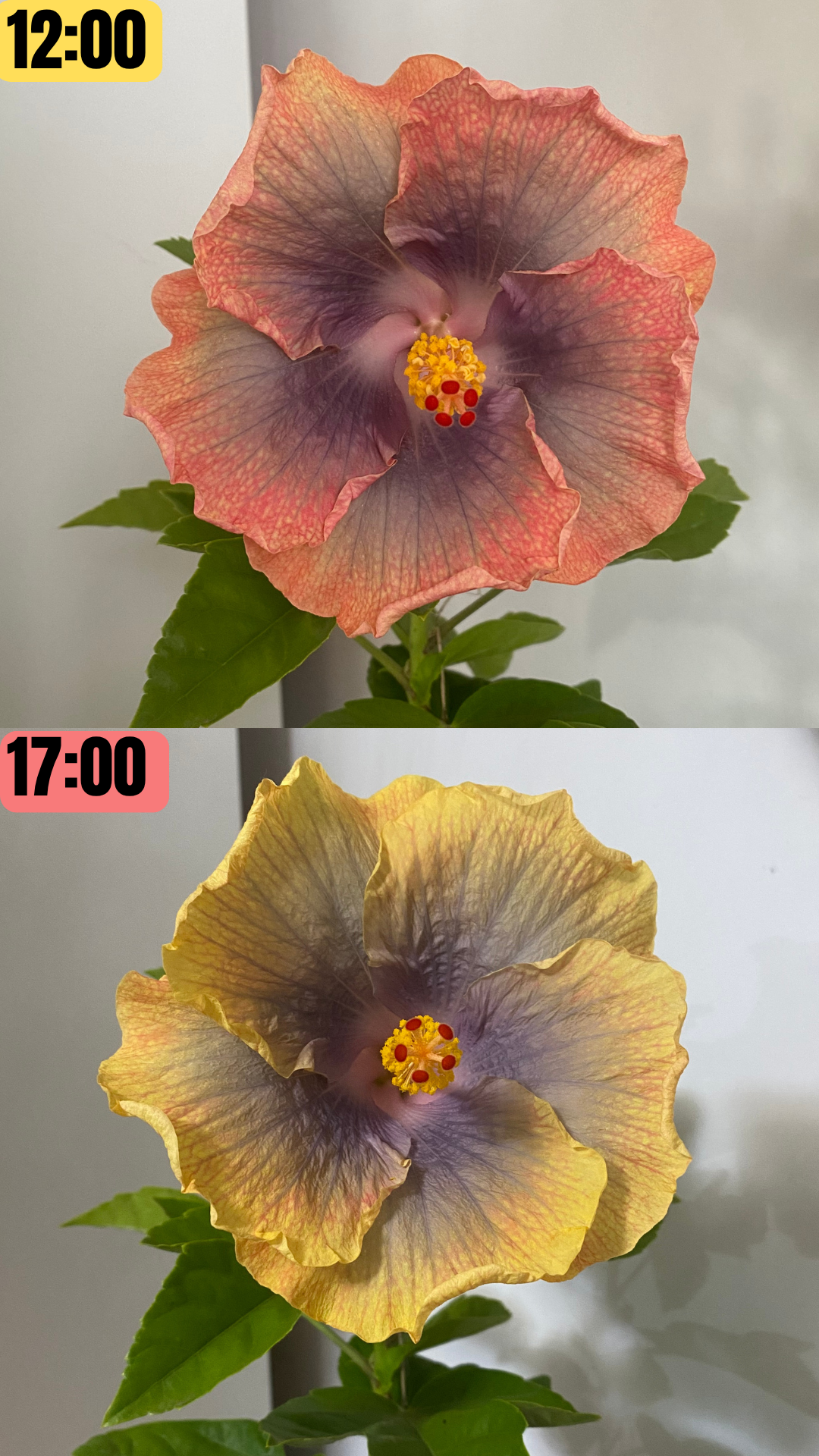 Hibiskus Tropikalny Miami Flame