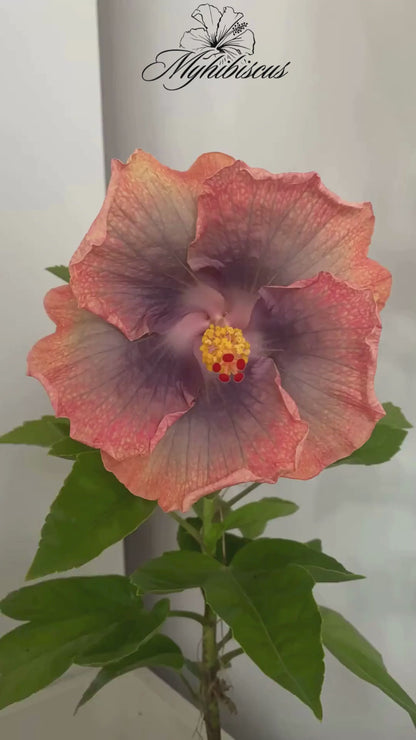 Hibiskus Tropikalny Miami Flame