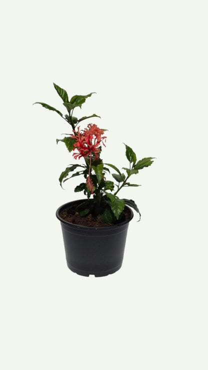 Hibiskus Koralowy