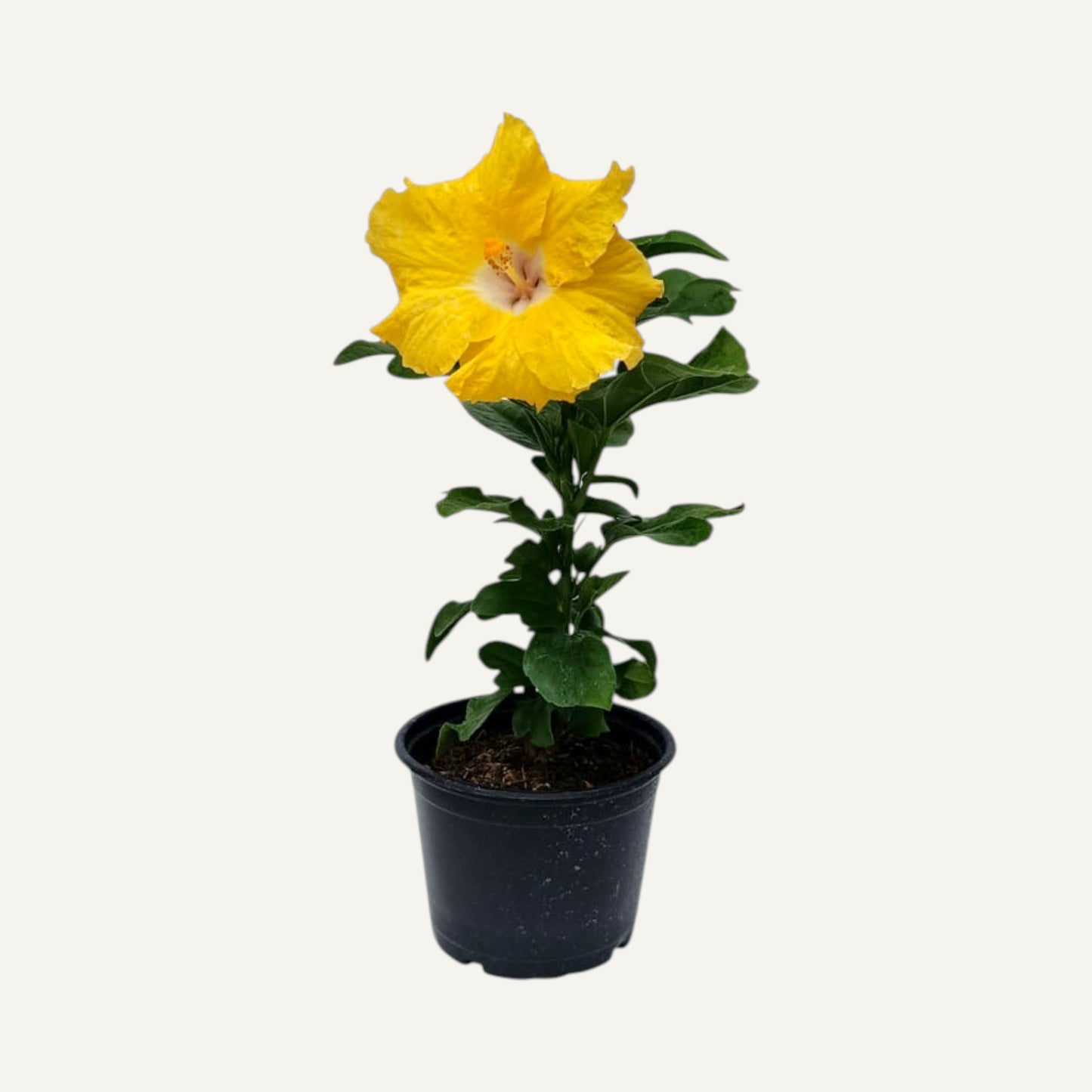 Hibiskus Tropikalny Żółty